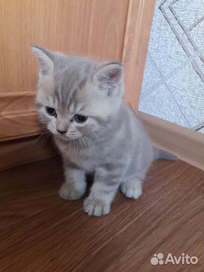 Британская