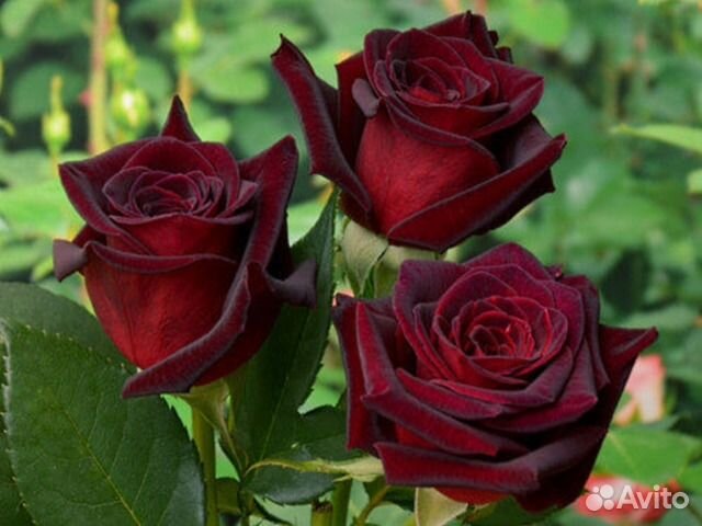 Розы и плодовые деревья, хвойники