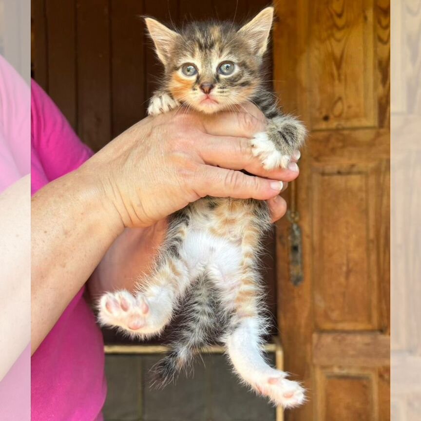 Котятки в добрые руки бесплатно