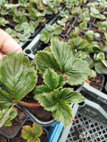 Рассада клубники черный принц, азия, альба