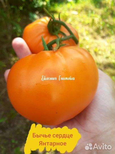 Семена томатов бычье сердце 10 сортов