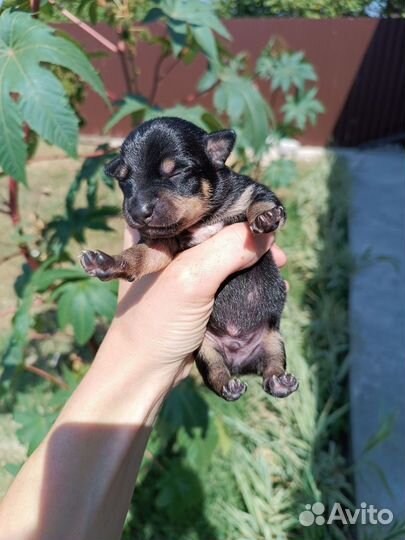 Мини той-терьер щенки