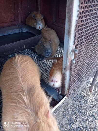 Нутрии на племя