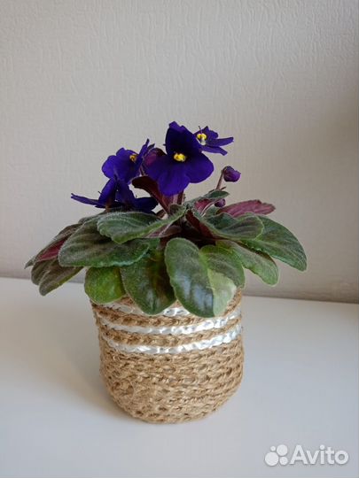 Фиалка в горшке
