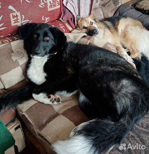 Собака кобель