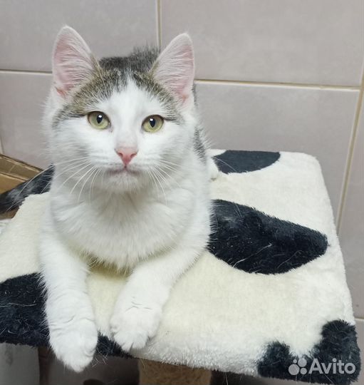 Котенок Анфиса