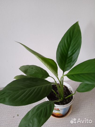 Спатефилум Свит чико