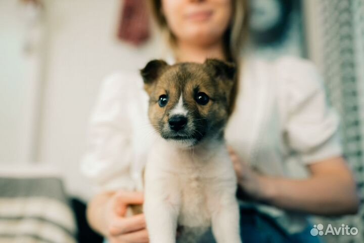 Щенок в добрые руки