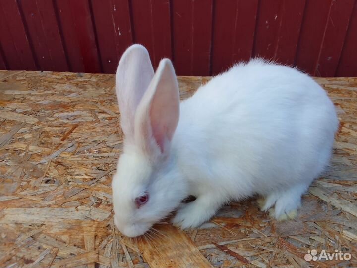 Кролики 2 месяца