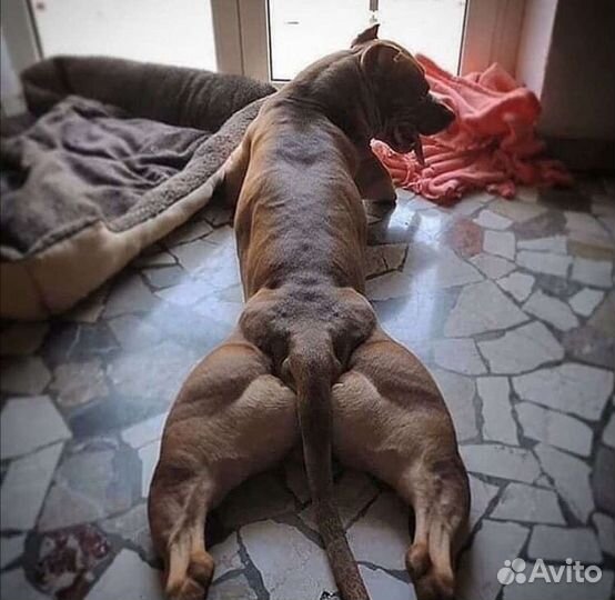 Вязка апбт