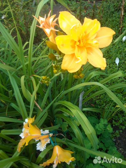 Лилейники сортовые