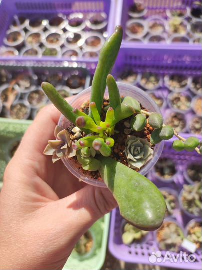 Суккуленты