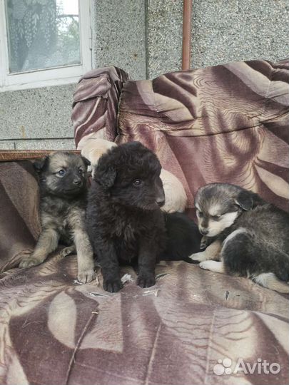 Собака в добрые руки щенок