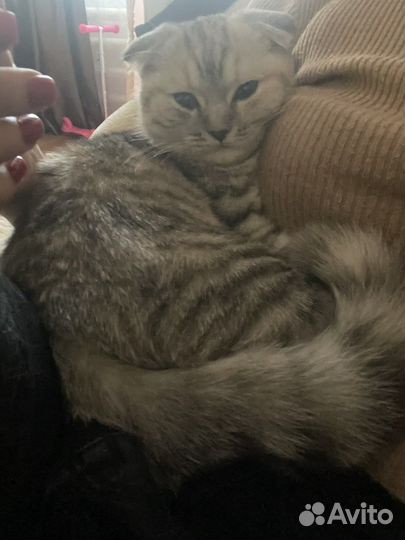 Шотландская вислоухая кошка бесплатно