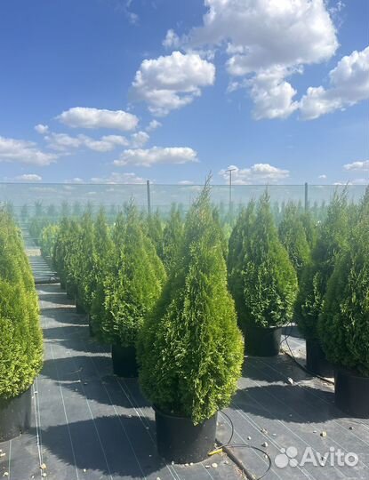 Туя смарагд