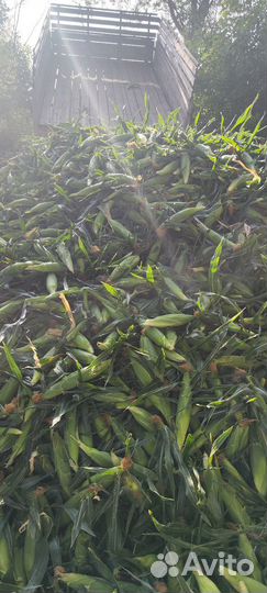 Сладкая кукуруза