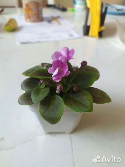 Фиалки сортовые