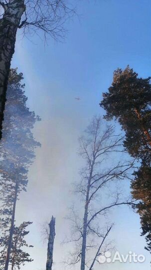 Услуги по заготовке леса