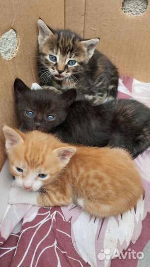 Отдам котят в добрые руки