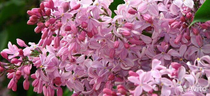 Сирень Бюффон (гиацинтовая)