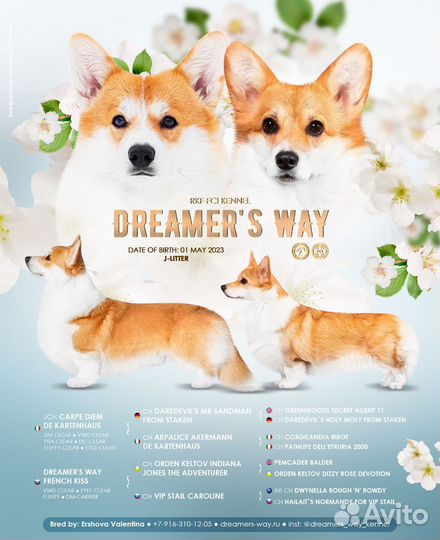 Щенки вельш-корги пемброк в наличии в Москве