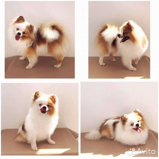 Померанский шпиц вязка кобель