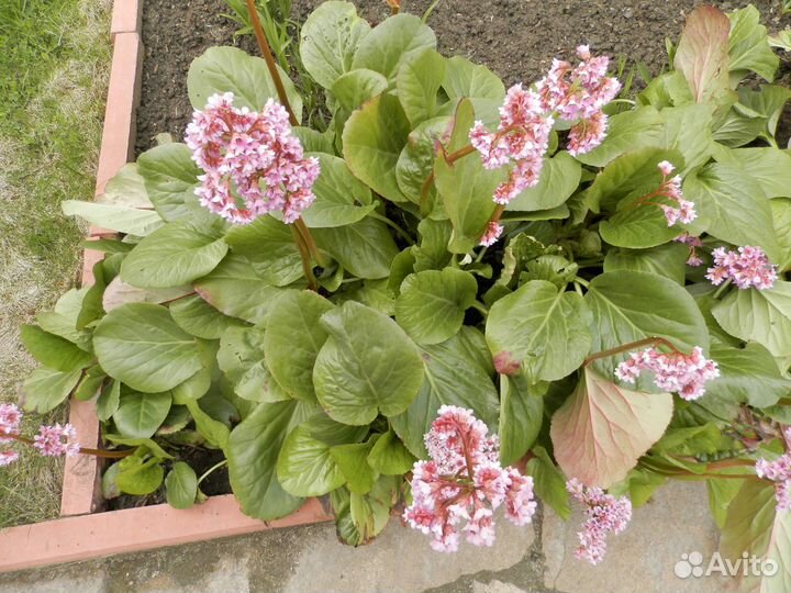 Бадан, синюха, бузульник, тысячелистник