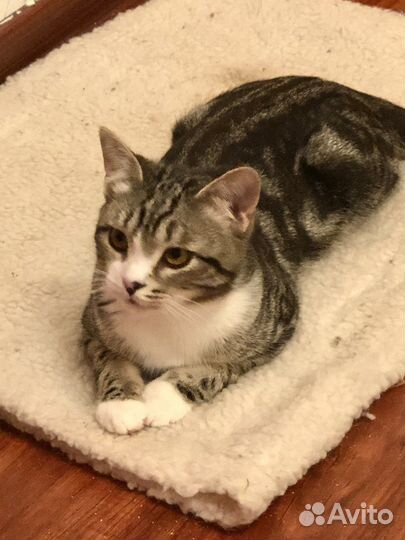 Котик в добрые руки
