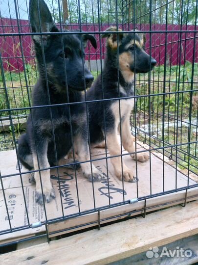 Девочки РКФ