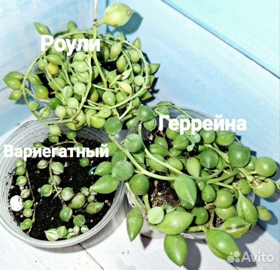 Крестовник Роули, Вар, Геррейна