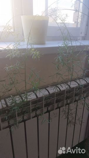 Аспарагус эфиопский