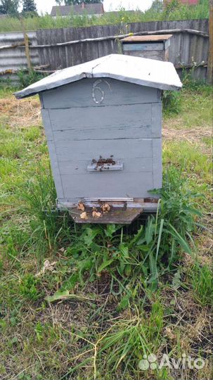 Улей с пчелами