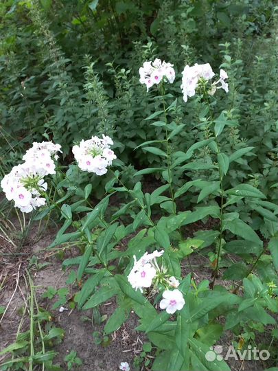 Флоксы многолетние,хризантемы