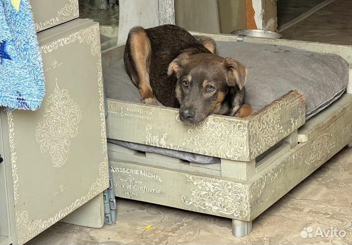 Щенок в добрые руки