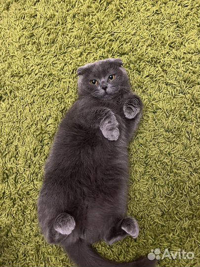 Британская вислоухая кошка