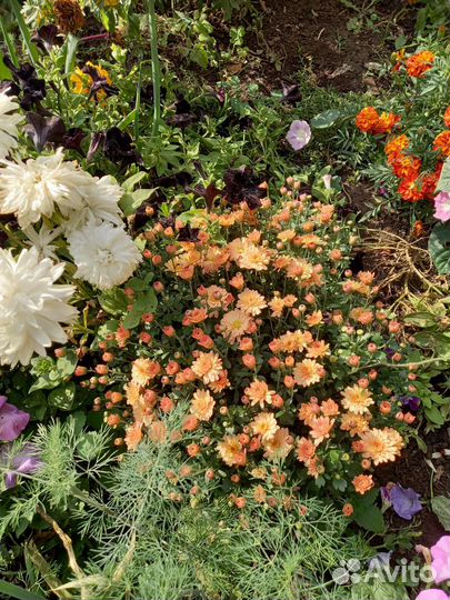 Цветы комнатные и уличные