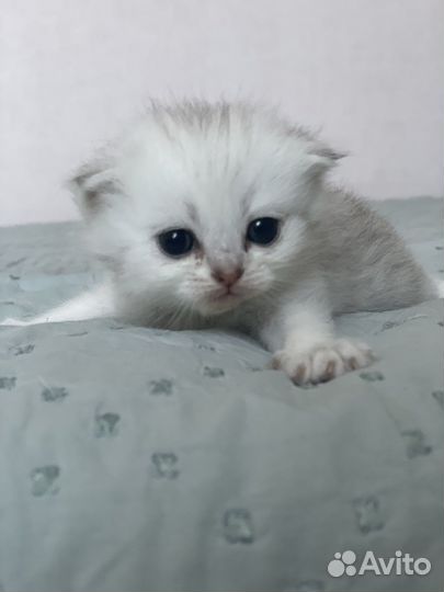 Британские серебристые котята