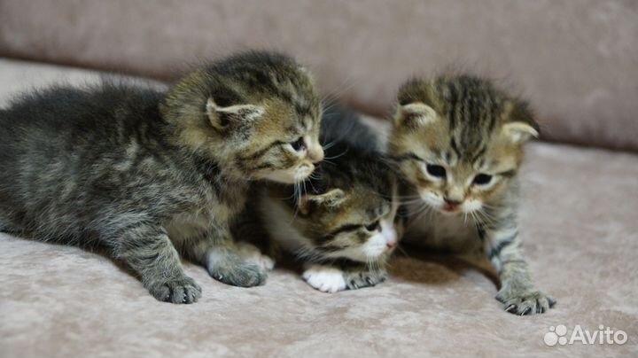 Кошка в дар бесплатно