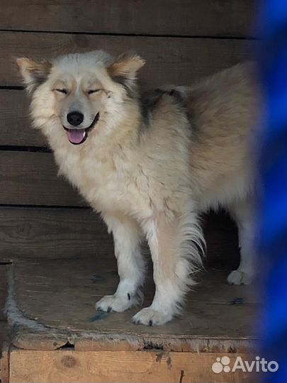 Отдам собаку в добрые руки