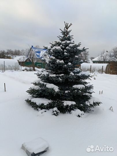Ель голубая