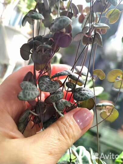 Церопегия Вуда (Ceropegia Woodii)