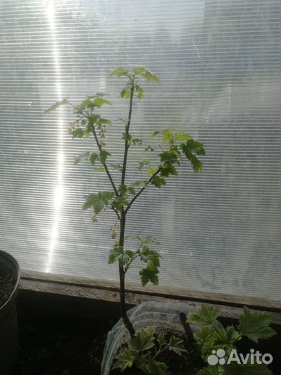 Чёрная, белая, красная смородина