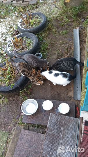 Котята в добрые руки