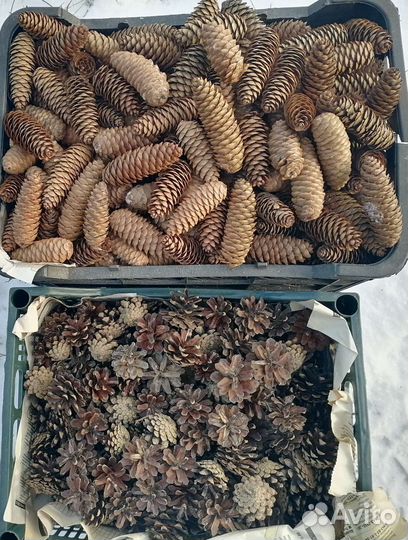 Шишка ели сосны сухая для декора