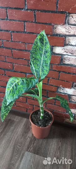 Диффенбахия рефлектор