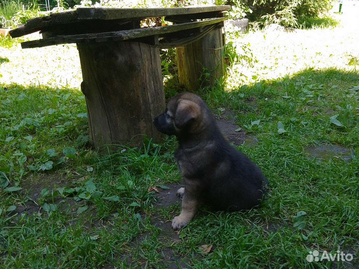 Собака в добрые руки отдам бесплатно