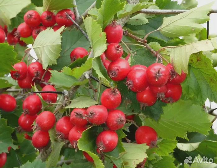 Саженцы Боярышника крупноплодного. Дерево