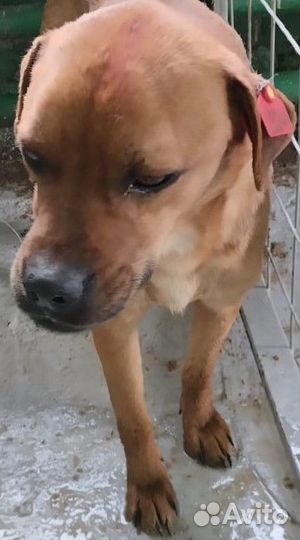 Песик ищет хозяев