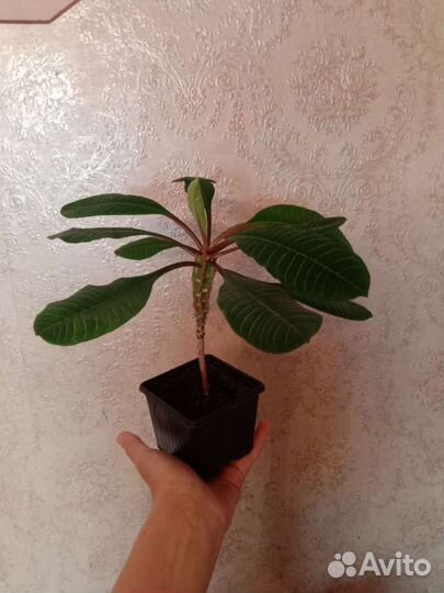 Дримиопсис, фиалки, эуфорбия, алое Вера