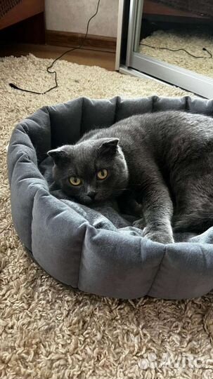 Британские котята